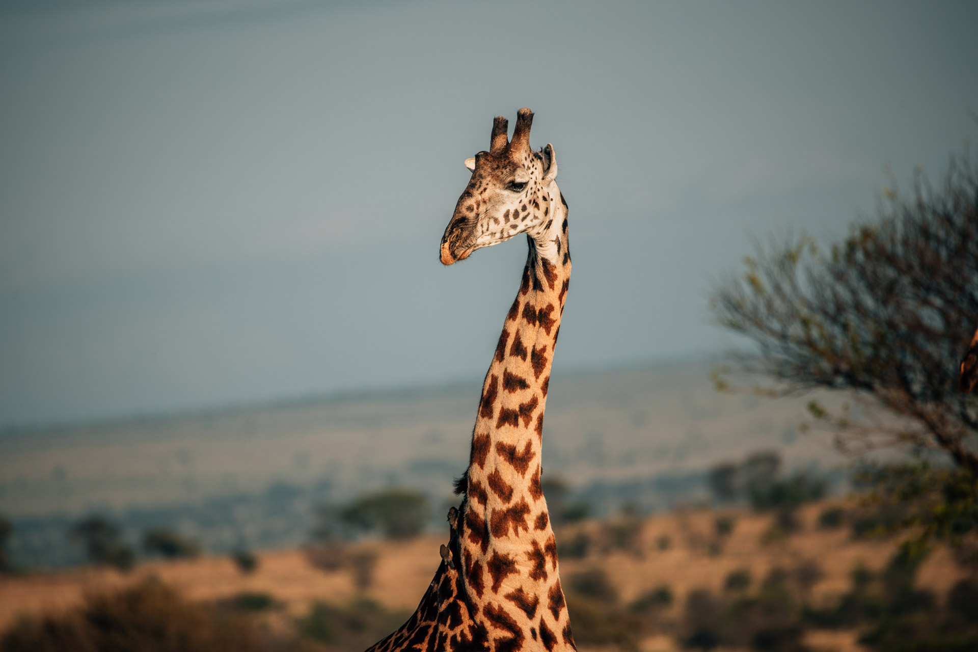 Back to Eden Safaris (102)