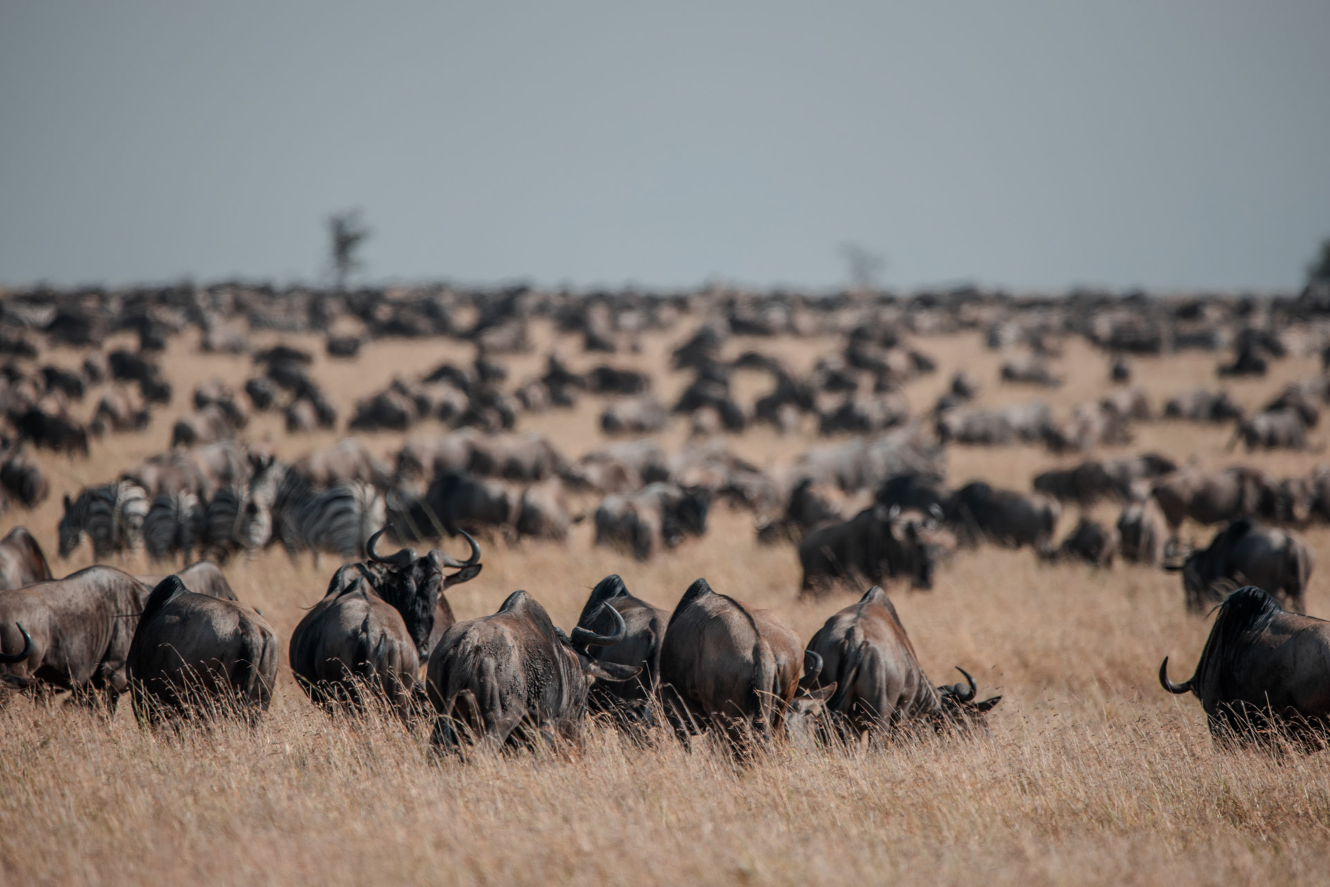 Back to Eden Safaris (121)