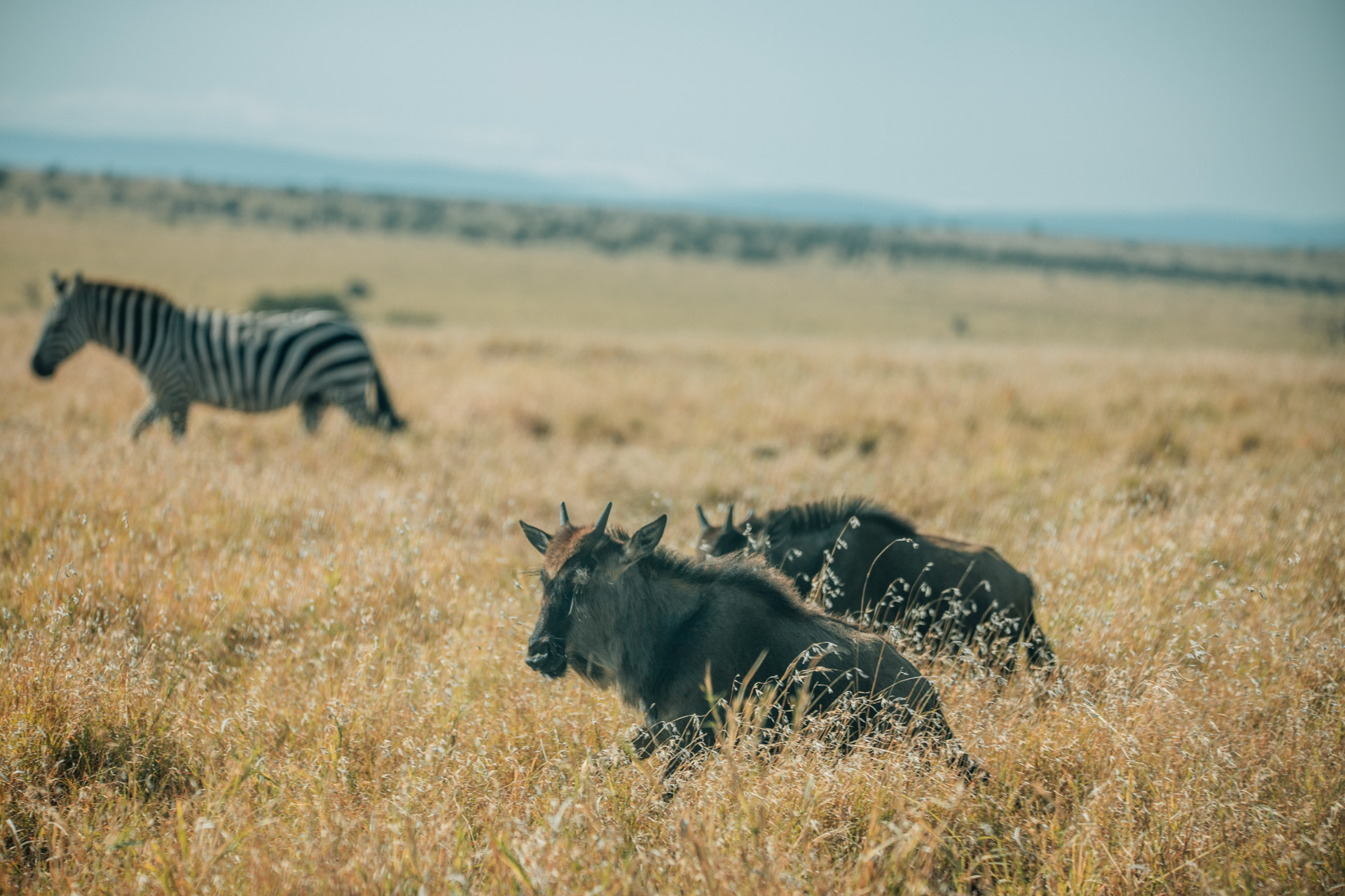 Back to Eden Safaris (127)