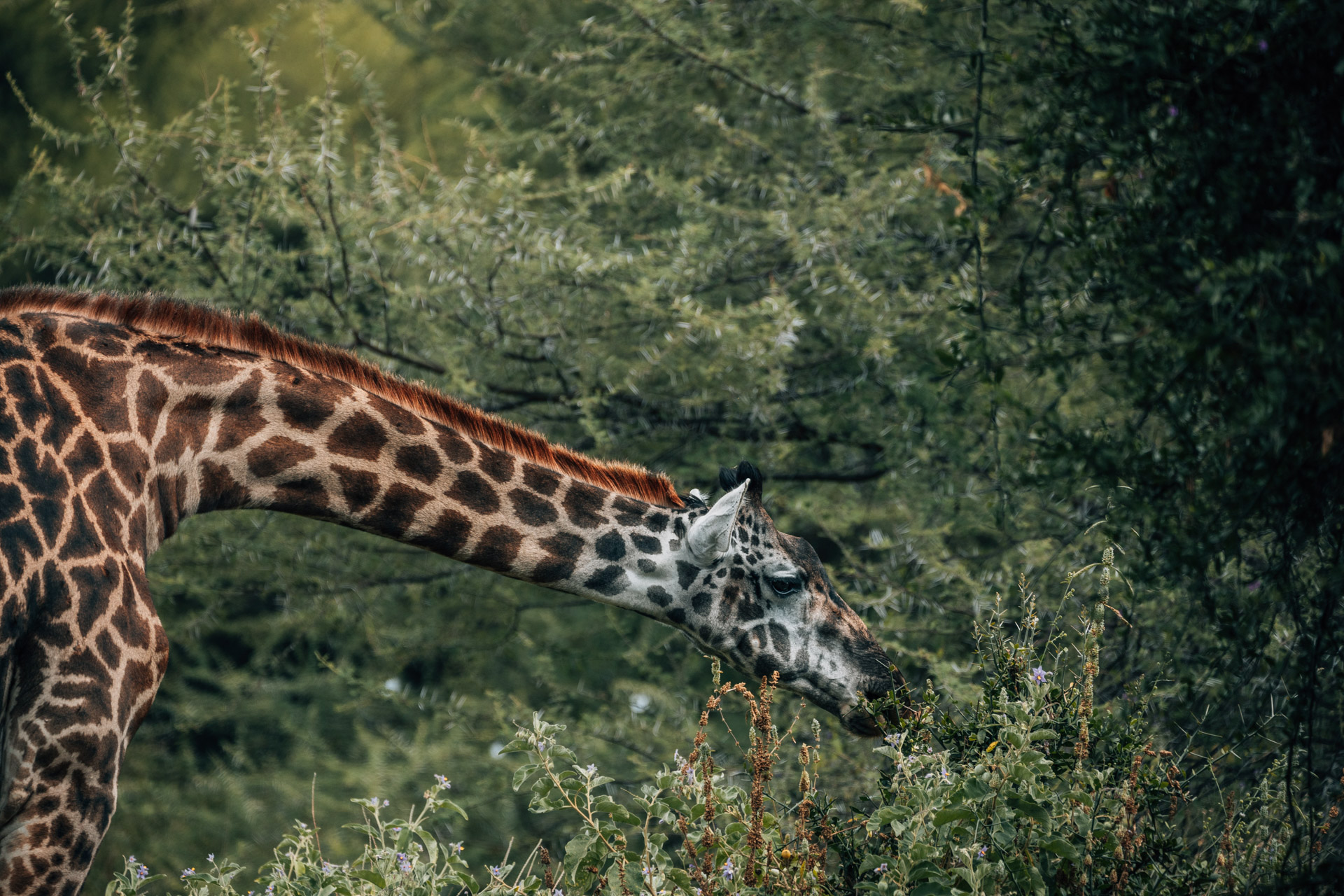 Back to Eden Safaris (15)
