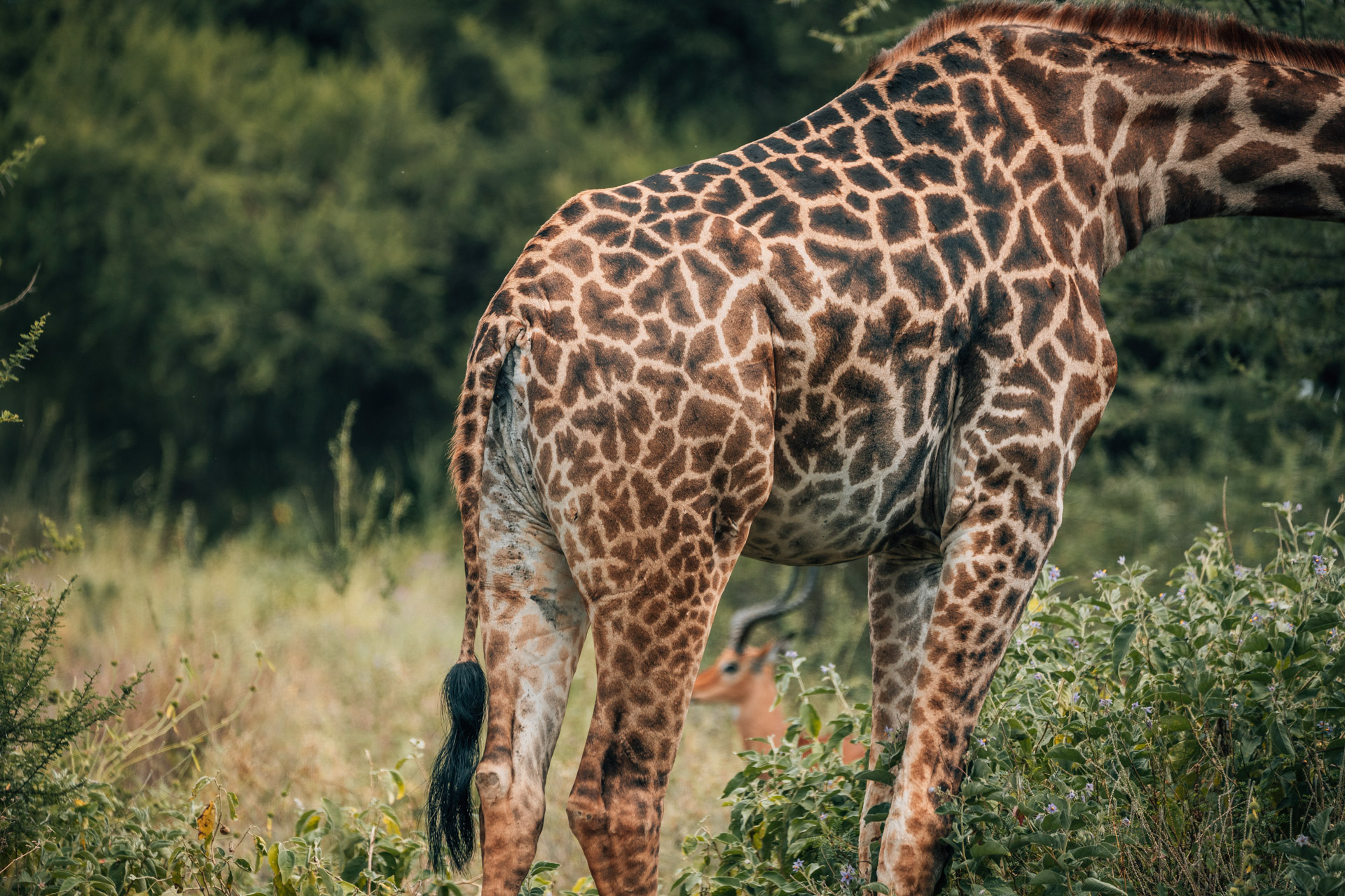 Back to Eden Safaris (16)