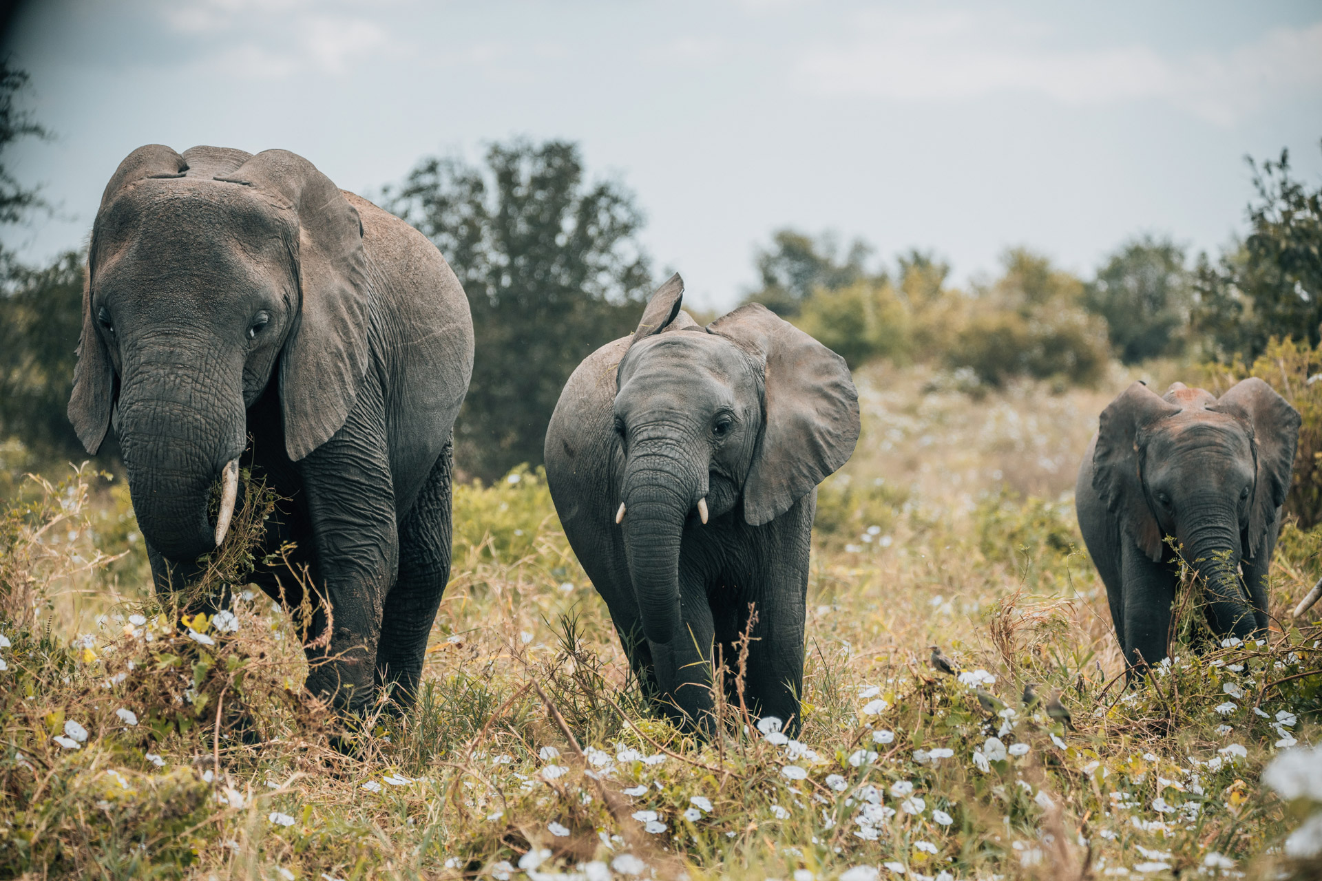 Back to Eden Safaris (20)