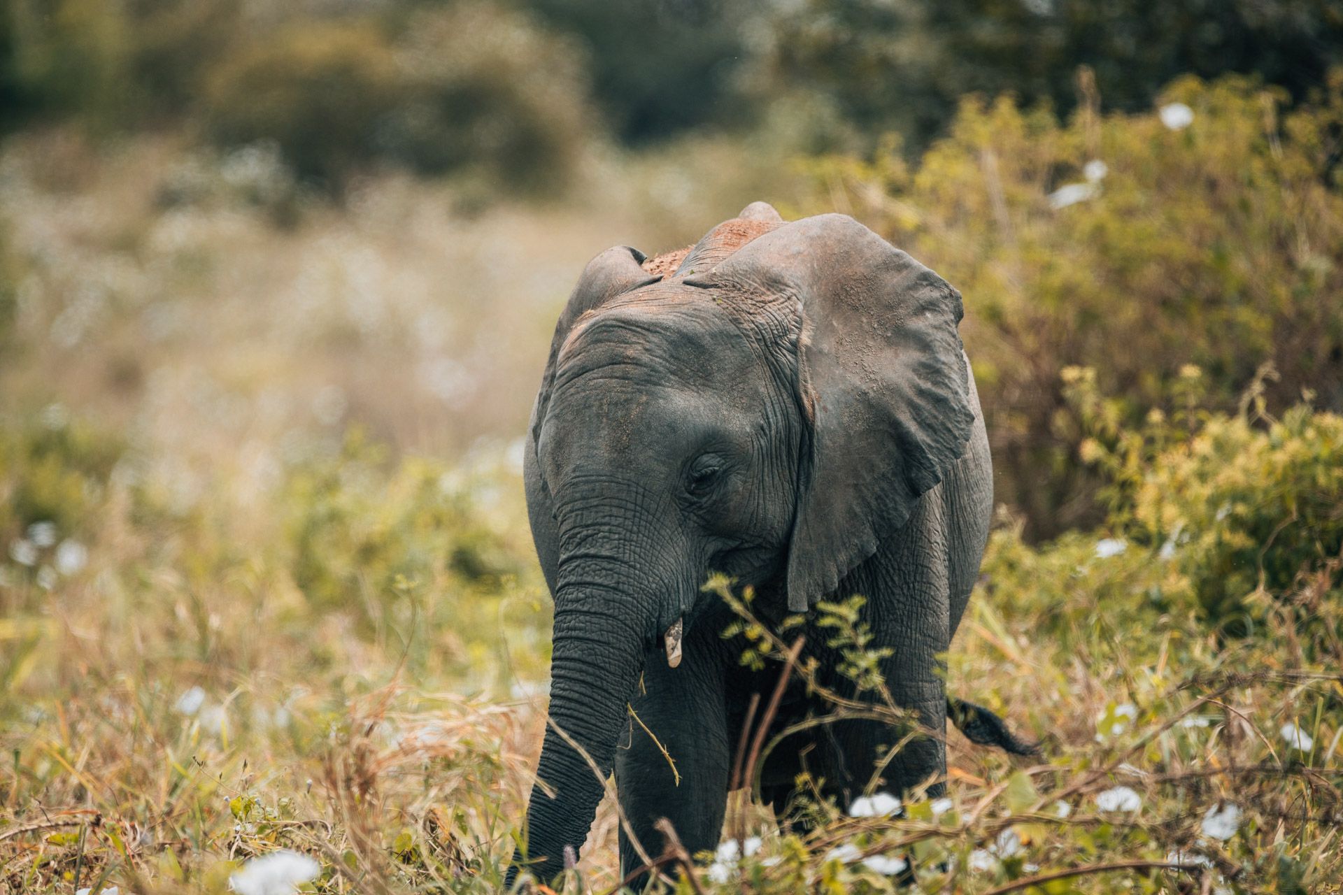 Back to Eden Safaris (23)
