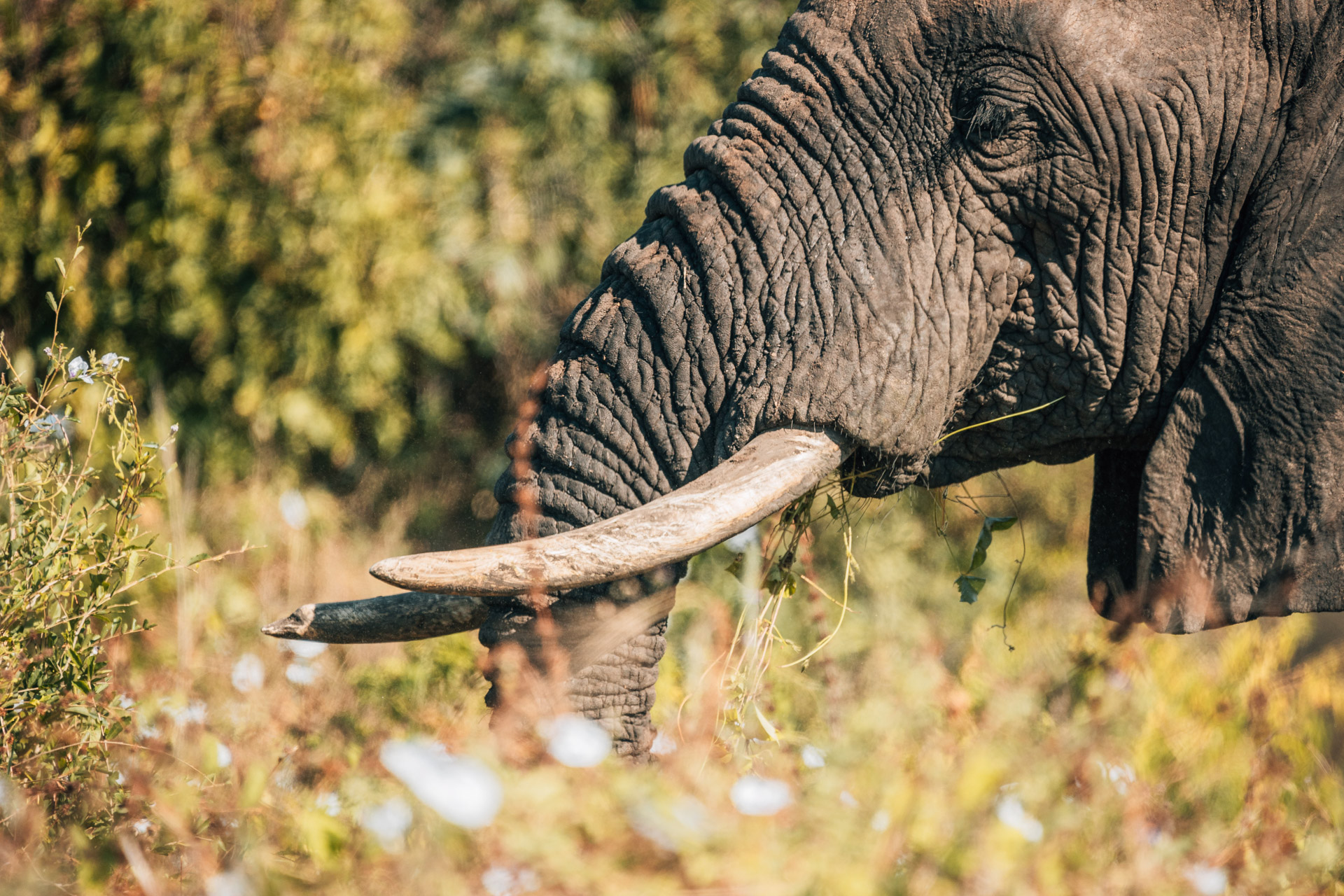 Back to Eden Safaris (43)