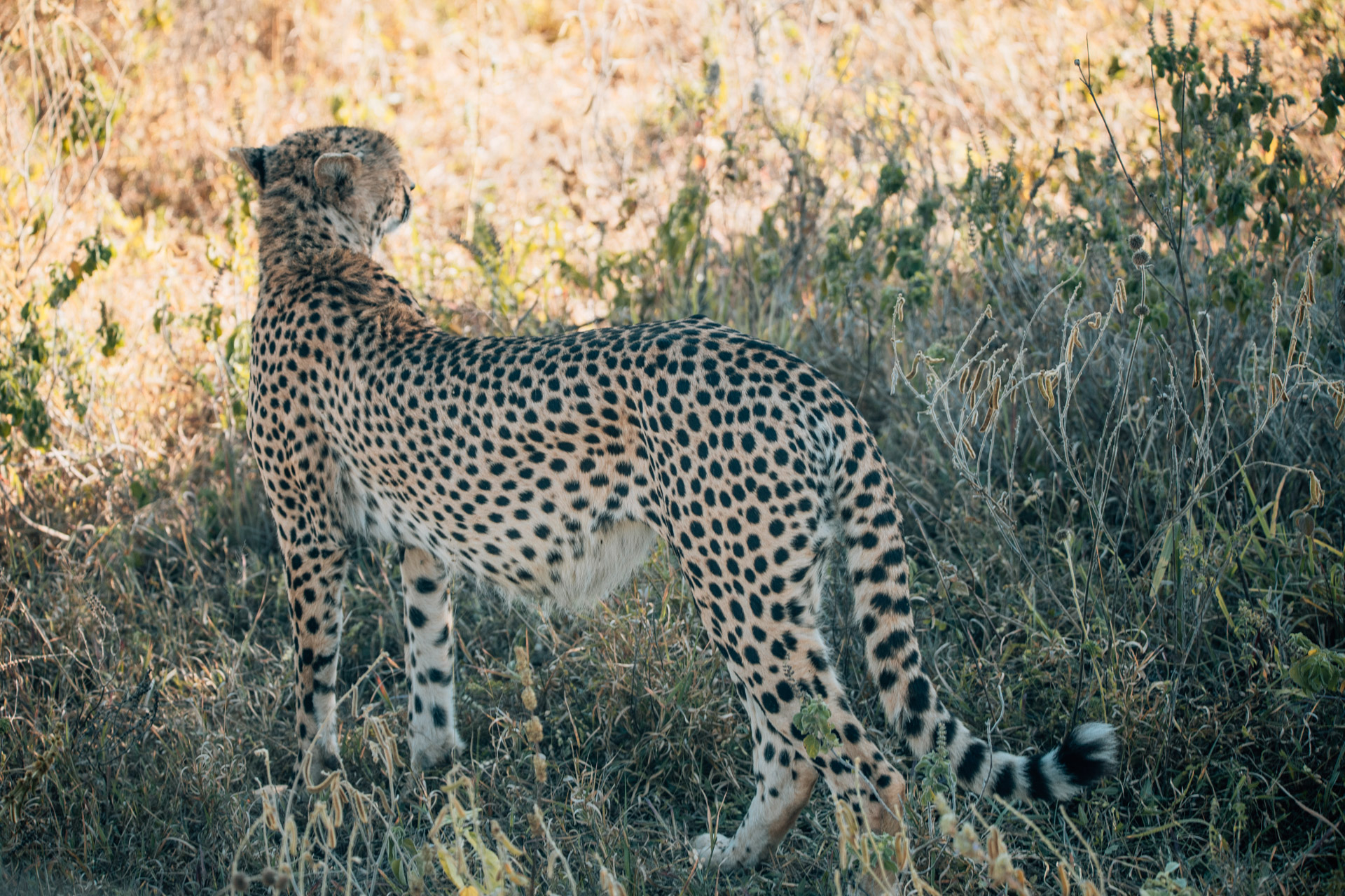 Back to Eden Safaris (55)