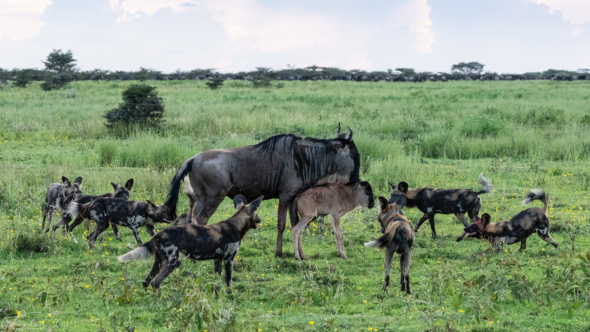 Calving-season-Serengeti