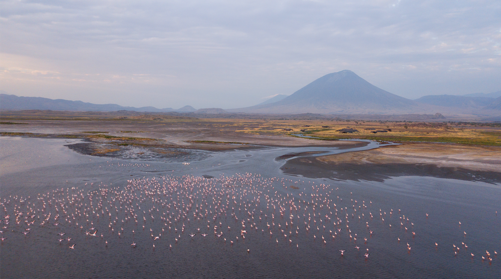FlamingoWalk