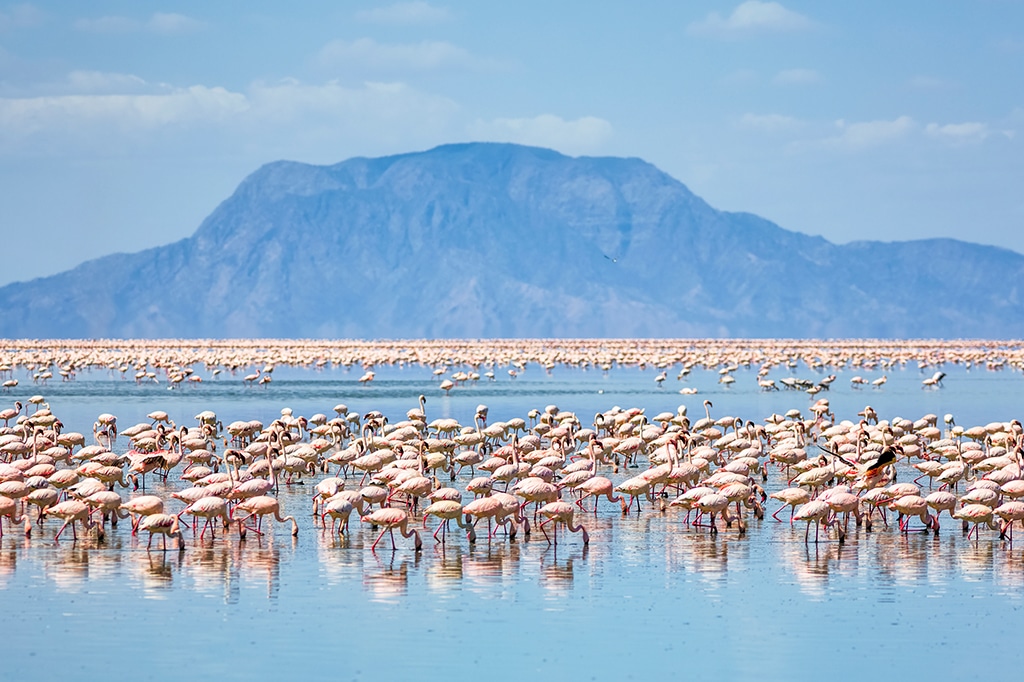 Lesser-Flamingos-Feeding-Lake-Natron-Tanzania-