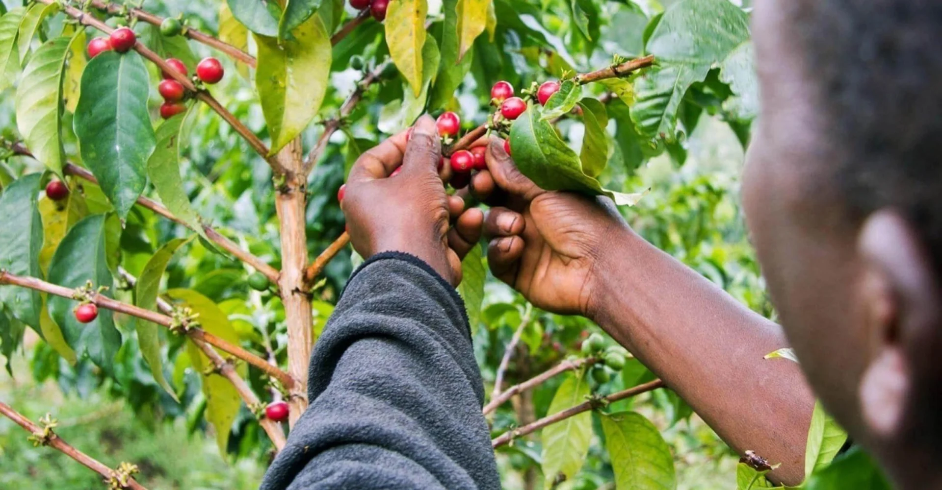 Materuni Waterfalls And Coffee Cultural Experience (1)