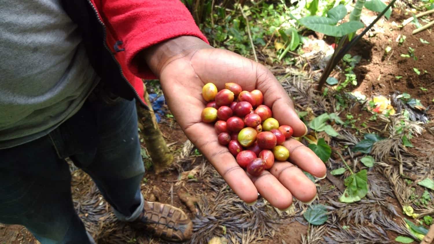 Materuni Waterfalls And Coffee Cultural Experience (4)