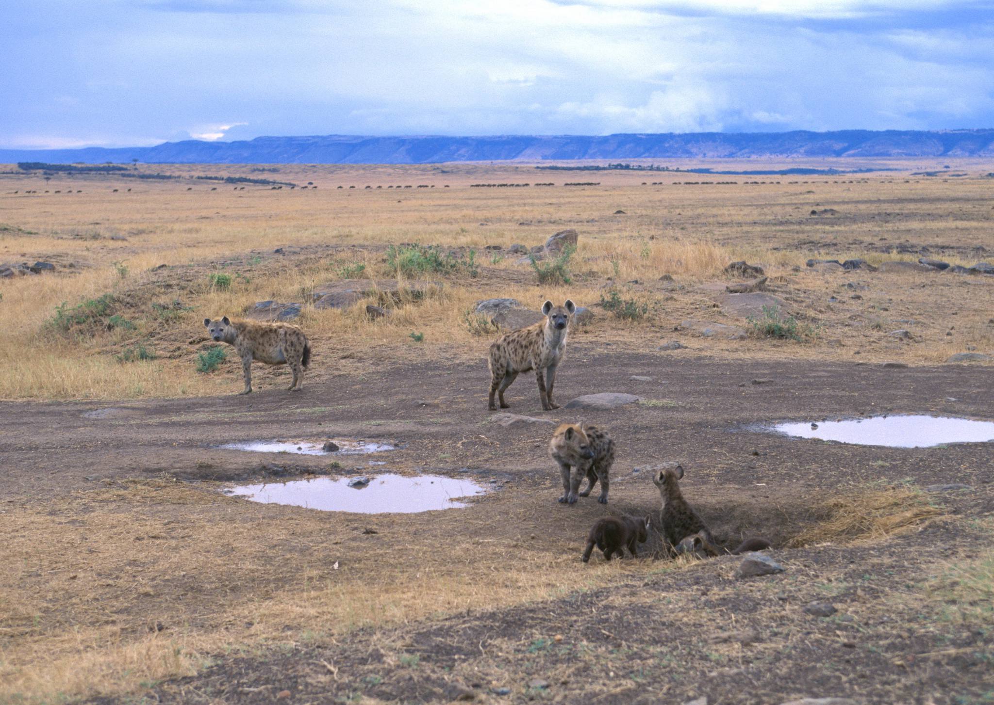 Ngorongoro_Crater_Hyenas_Pack_NCA