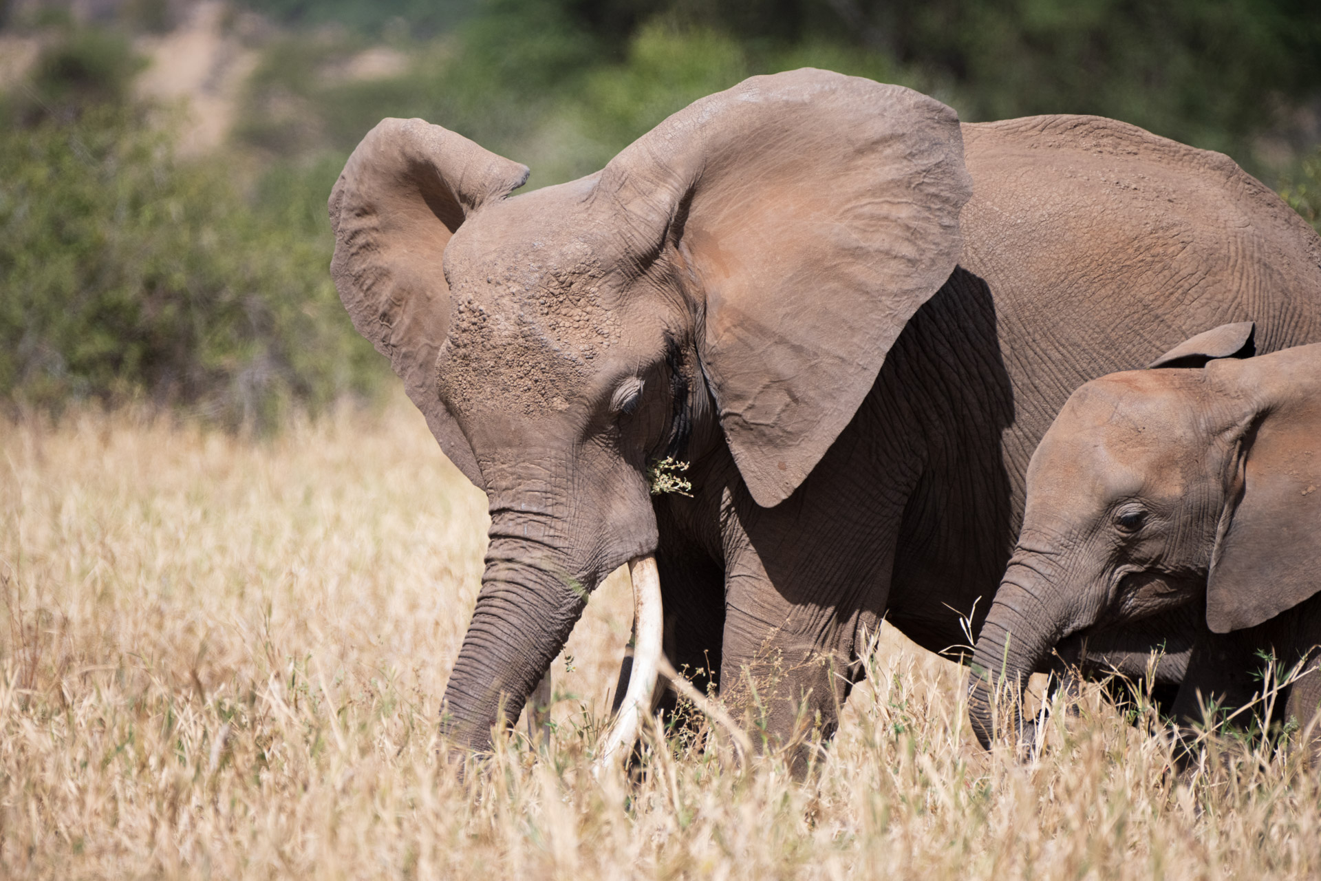 Unforgettable Safari Experience to Tarangire (8)