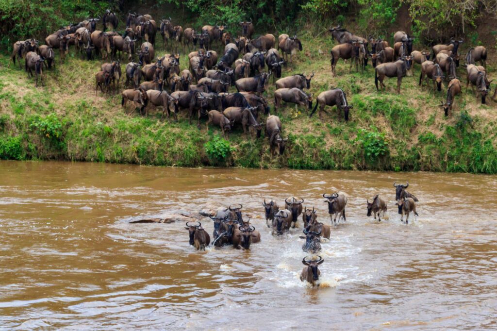 Wildebeest Migration Crossing Experience (1)