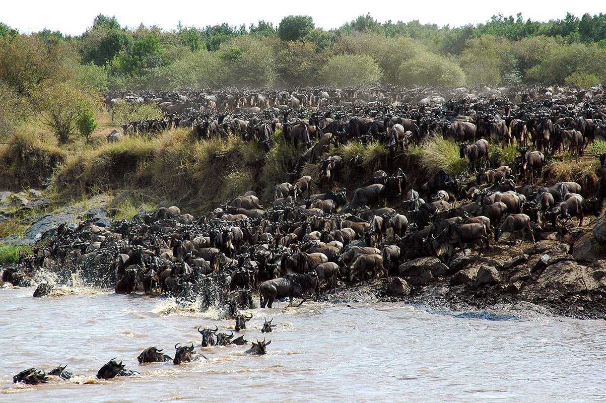 Wildebeest Migration Crossing Experience (1)
