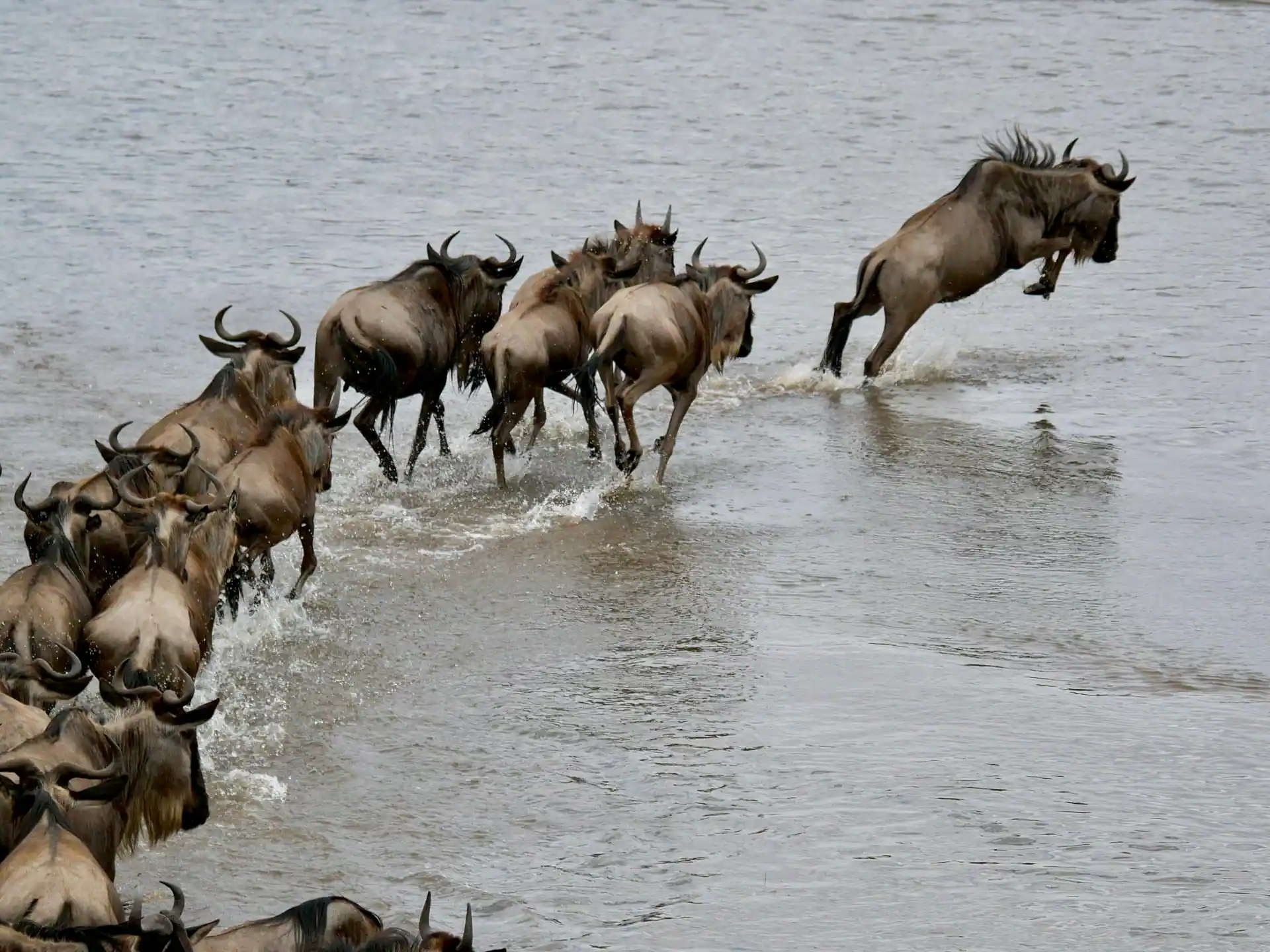 Wildebeest Migration Crossing Experience (1)