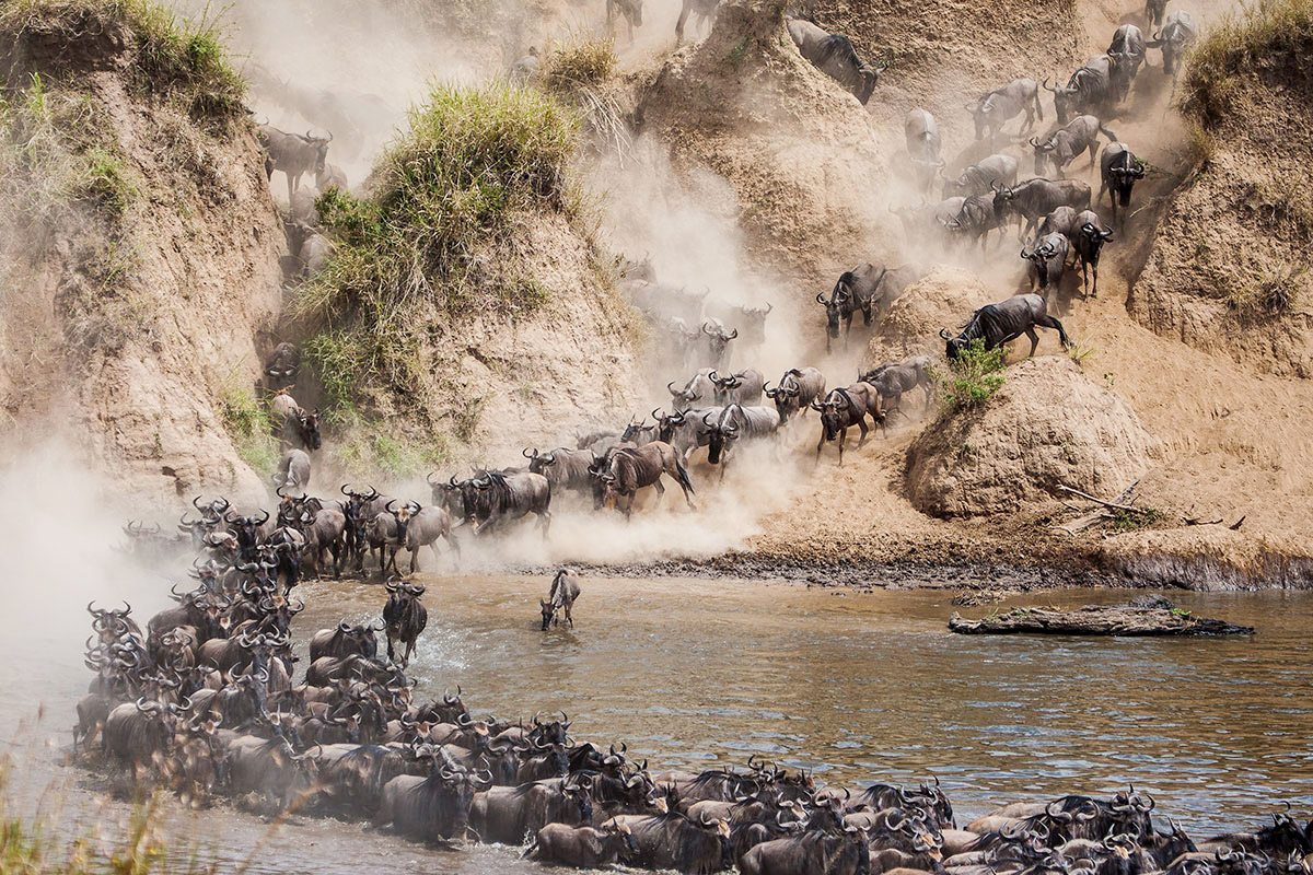 Wildebeest Migration Crossing Experience (3)