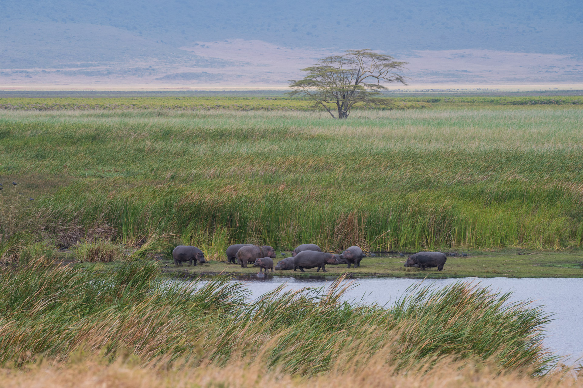 ngorongoro-11