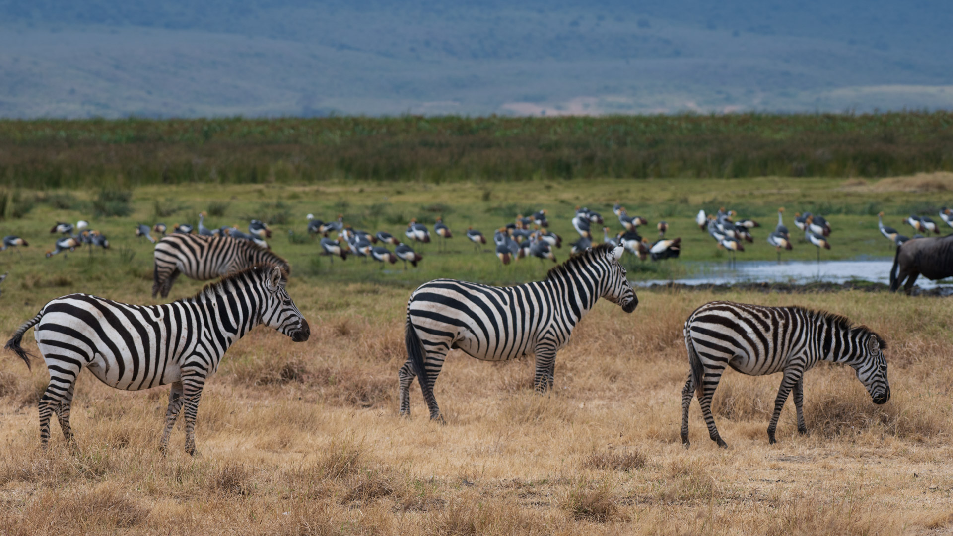 ngorongoro-14