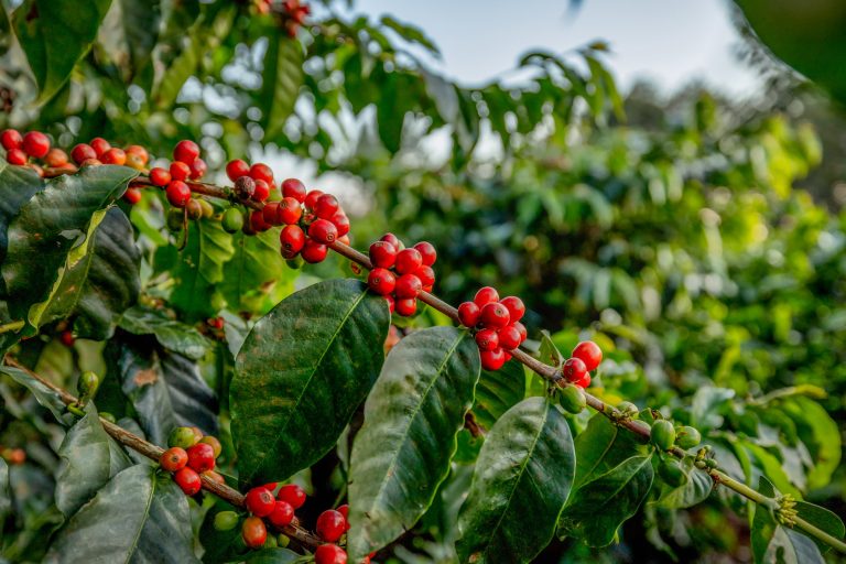 1770116872139coffeefieldsmedium