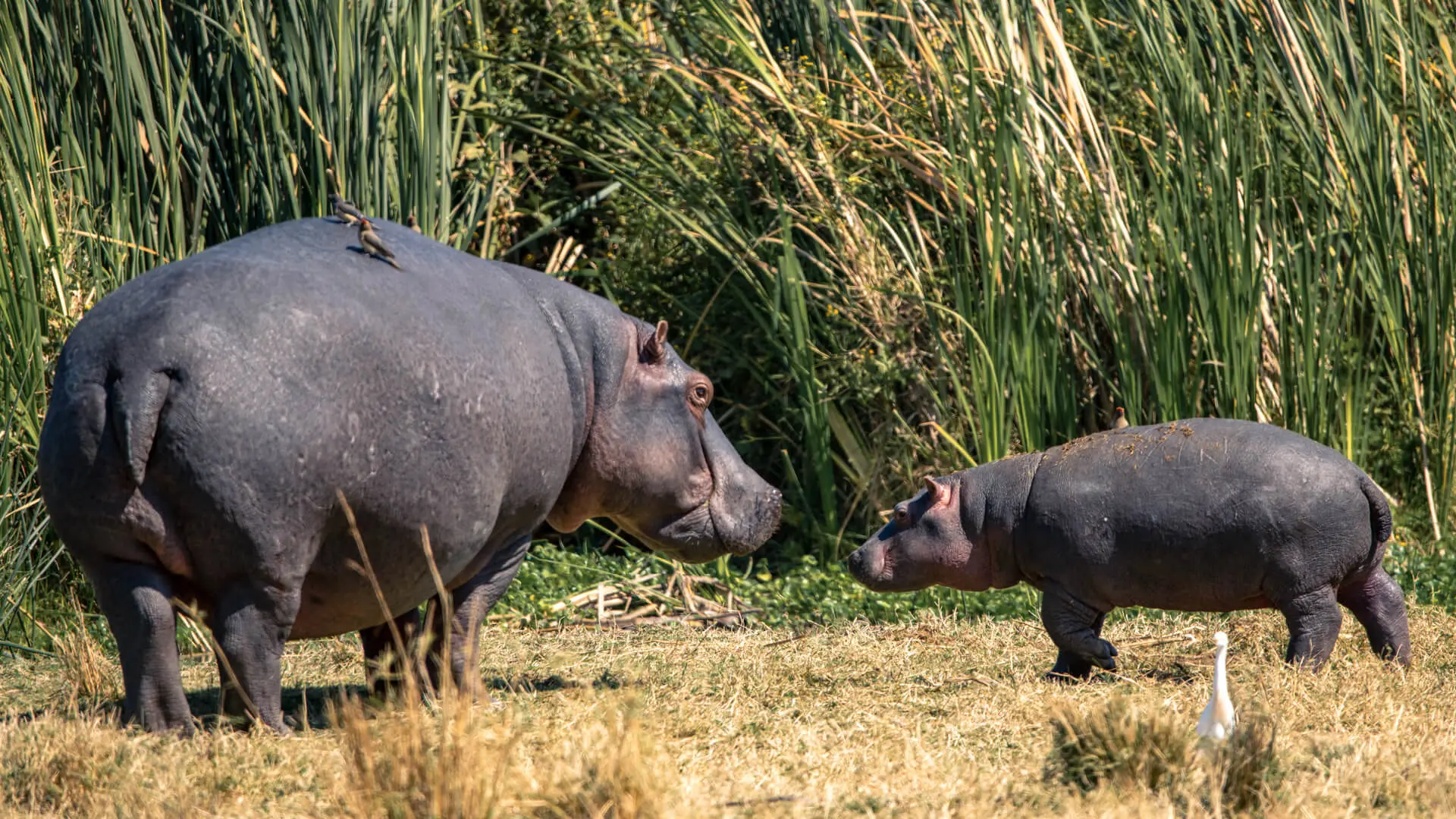 A-mother-and-baby-hippo-in-Ngorongoro-Tanzania.jpg