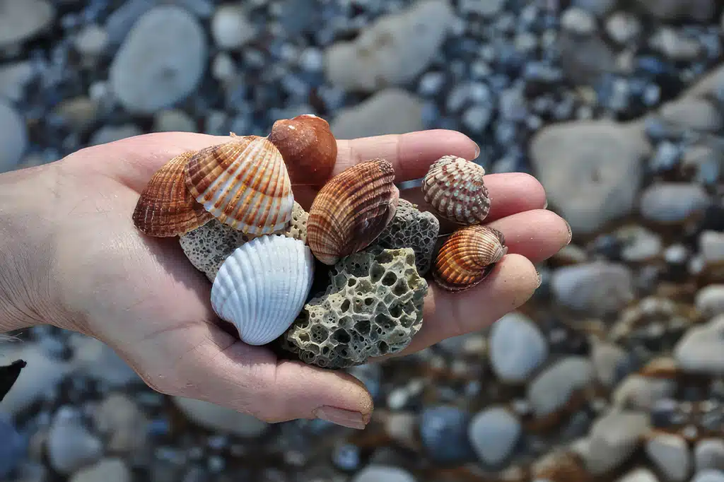 Close-up-shot-of-seashells-in-a-hand-Tanzania.jpg