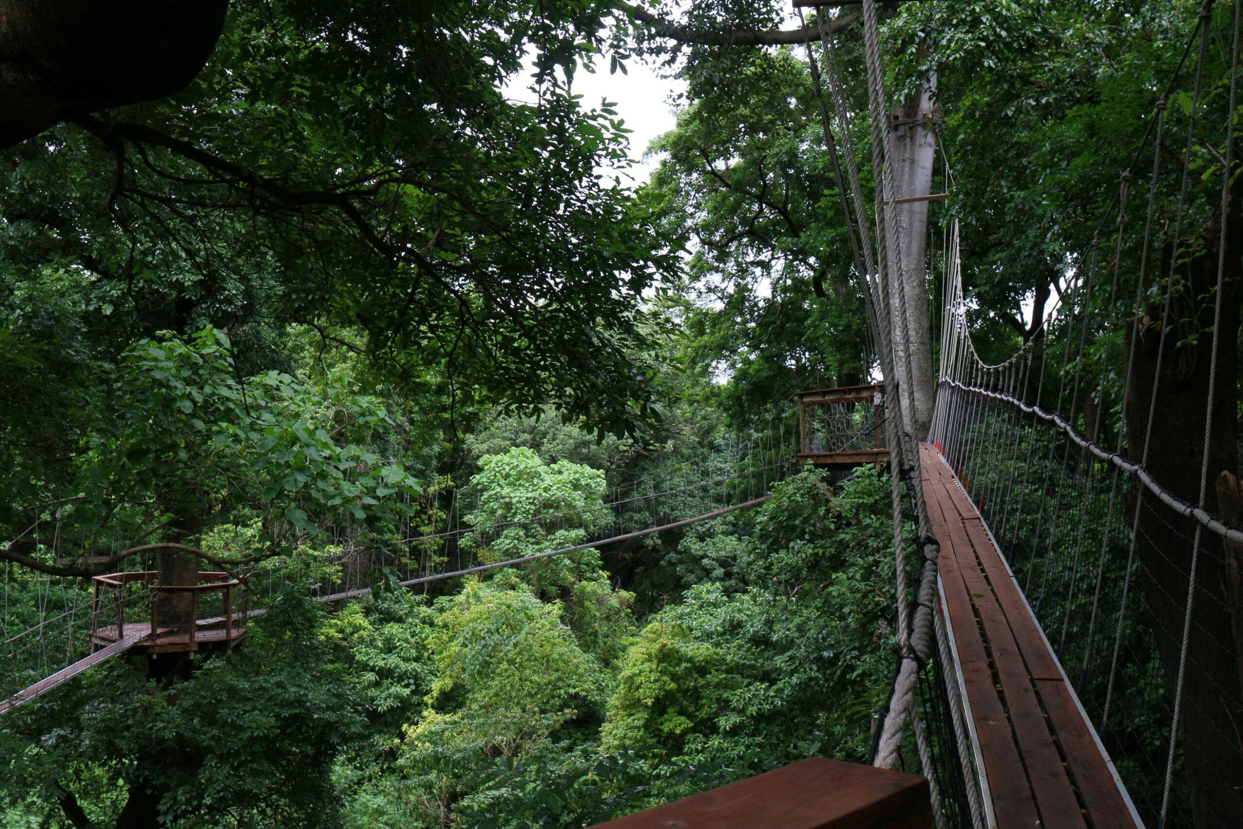 IM_TZ_MAN_Treetop-walk_Bridges-scaled