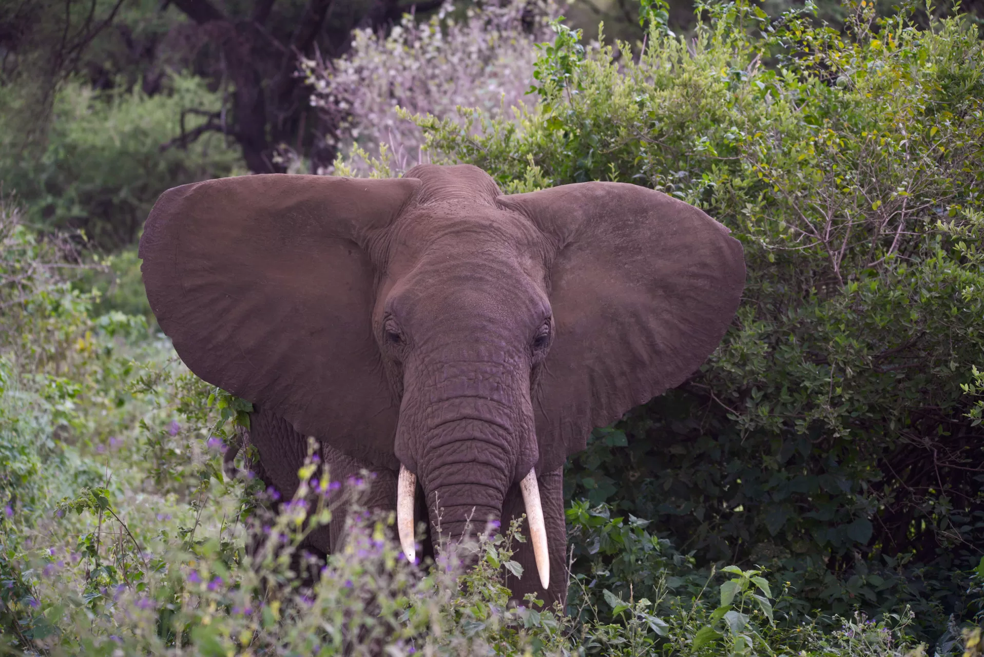 Kili-WorldBorn-Safari-Holidays-2