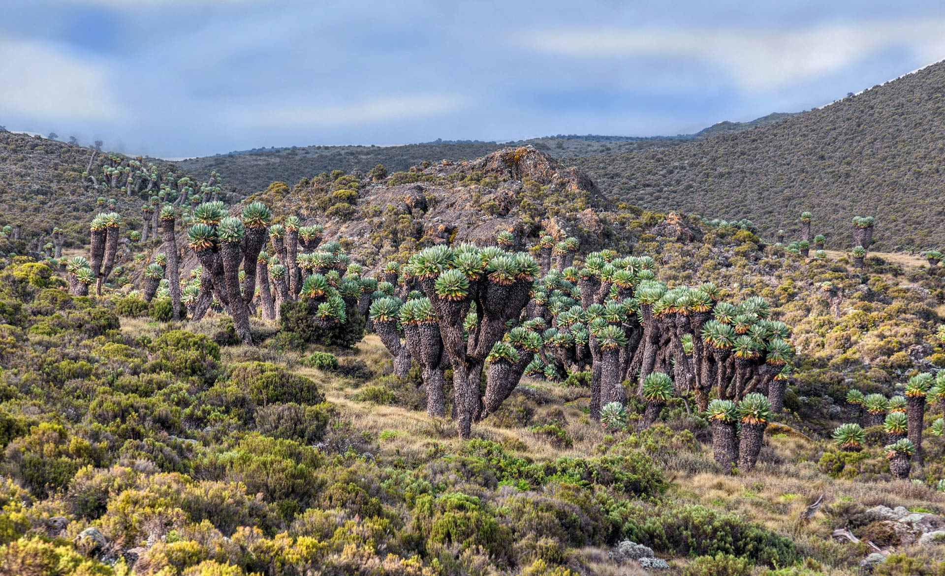 Kilimanjaro Hiking Journeys (36)