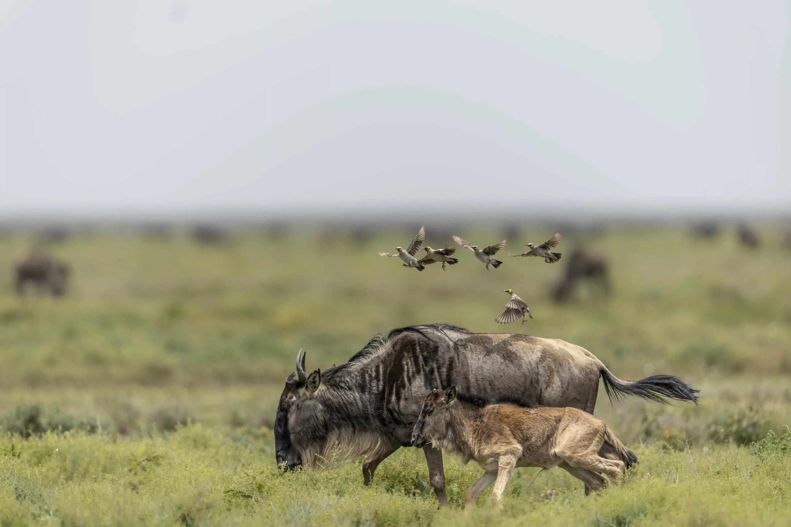 Ndutu-Area-4