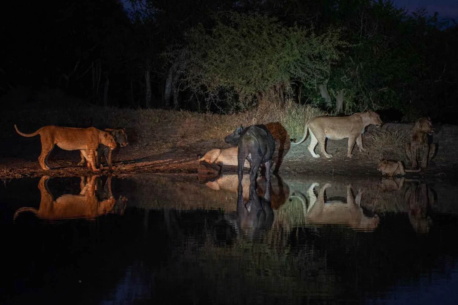 Night-Game-Drive-2