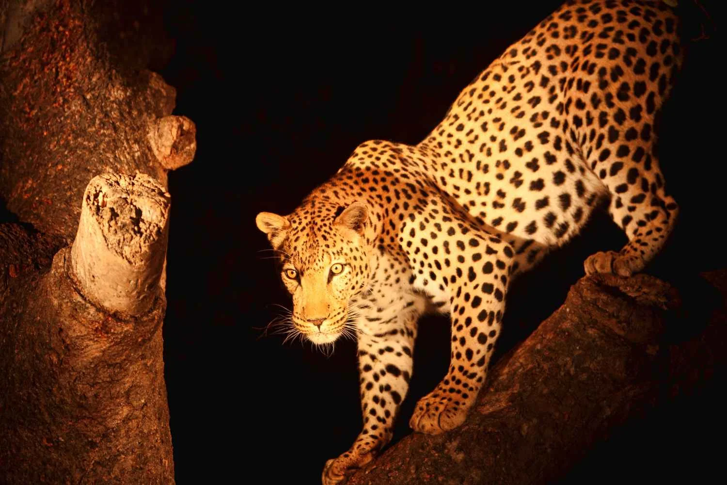 Night-Game-Drive-3