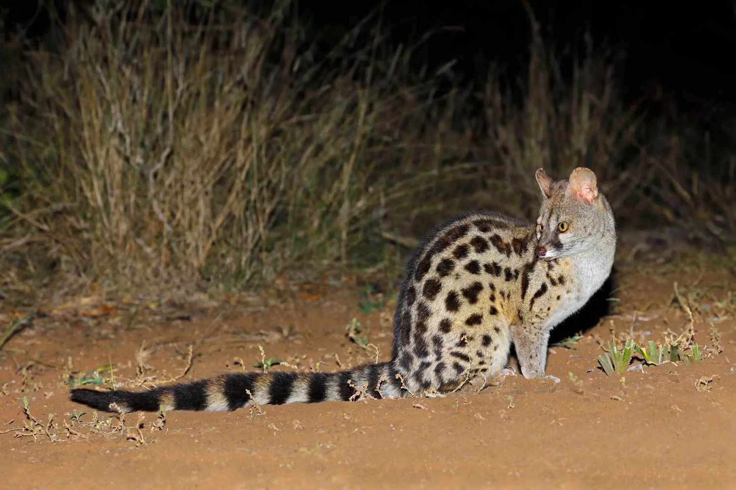 Night-Game-Drive-4