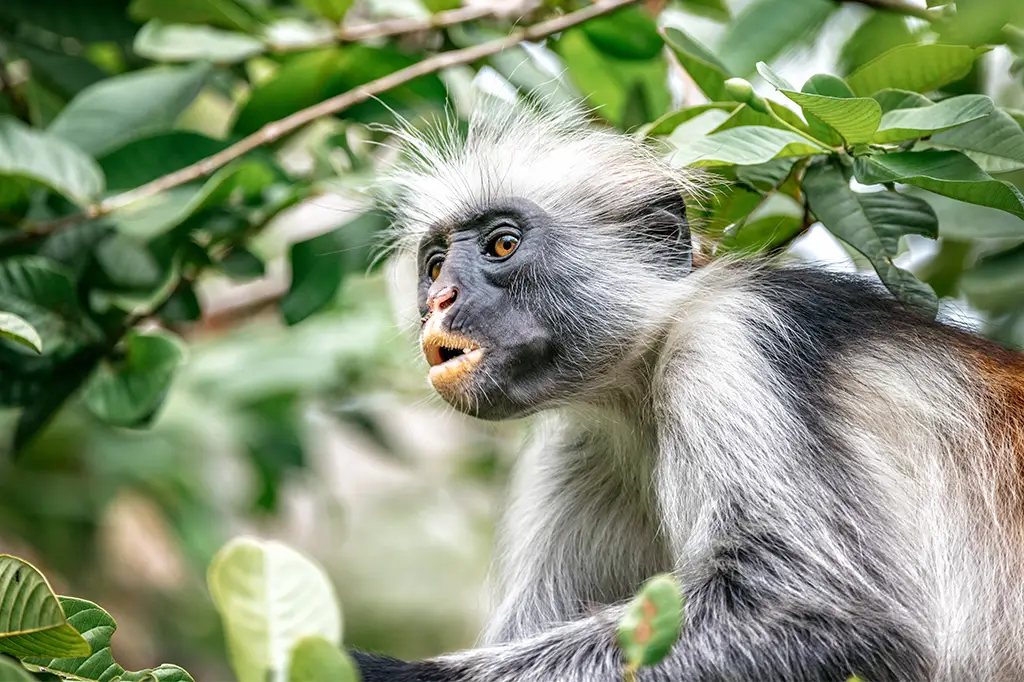 Red-Colobus-monkey-in-a-tree-in-Zanzibar