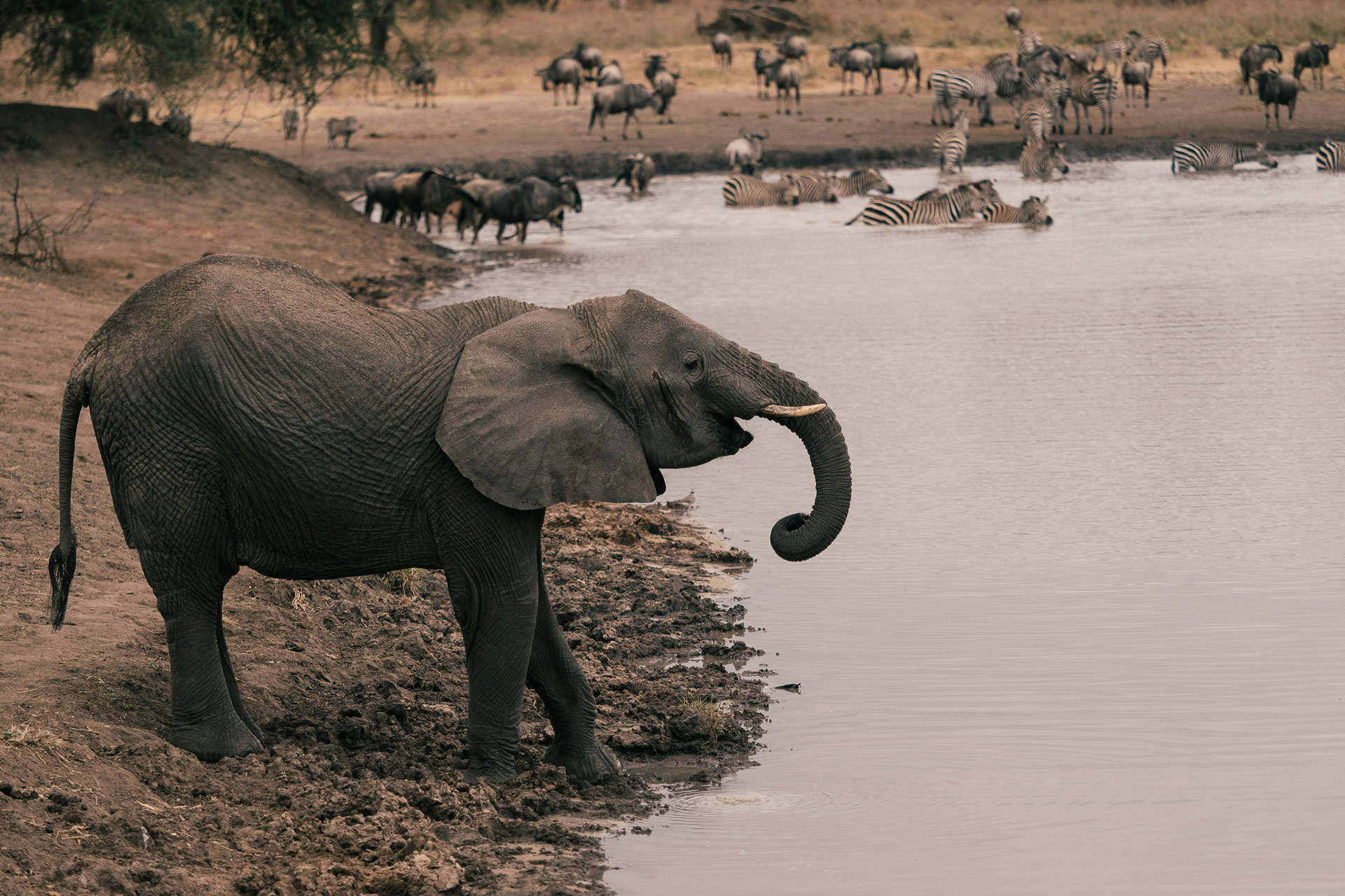 Safari Vacation (12)