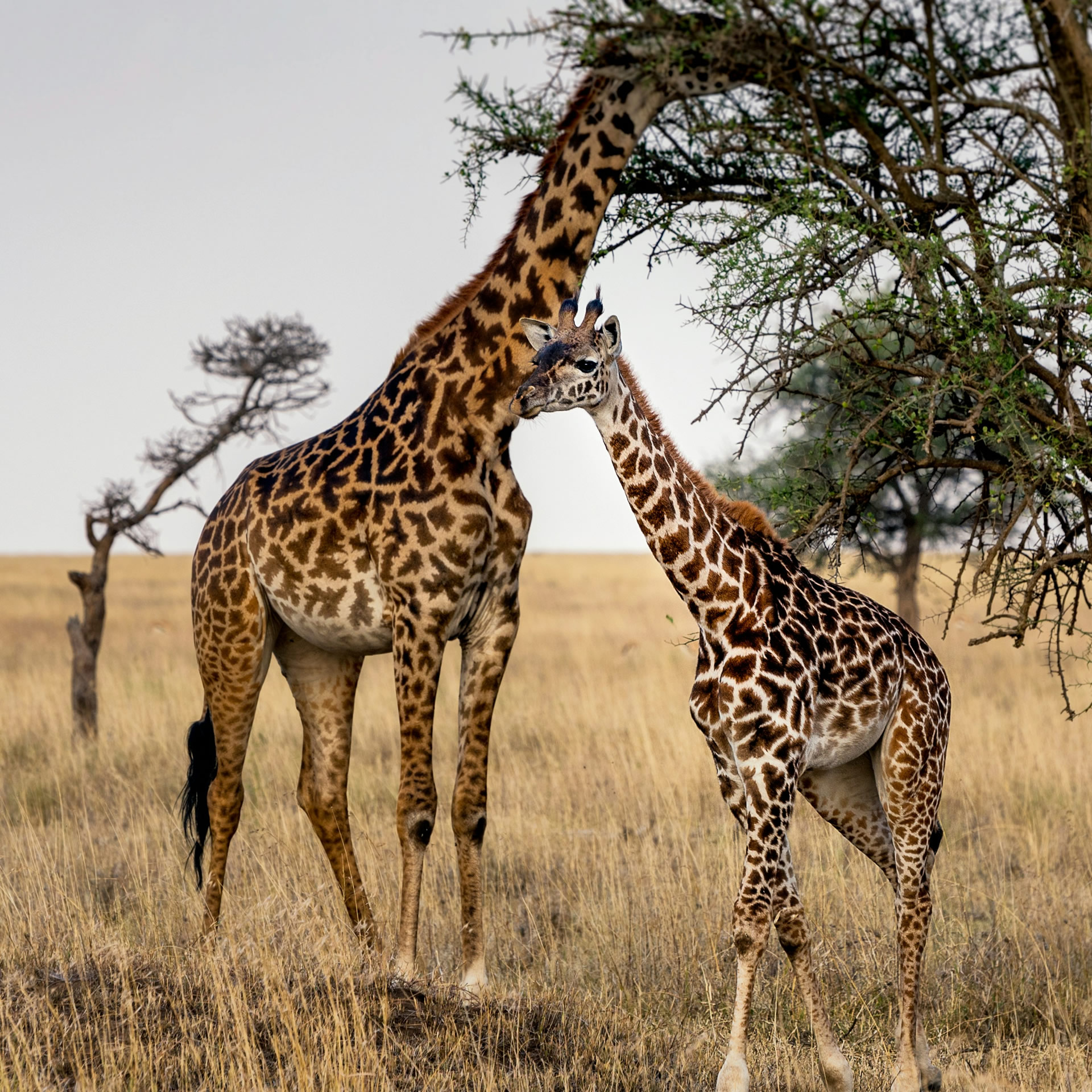 Safari Vacation (16)