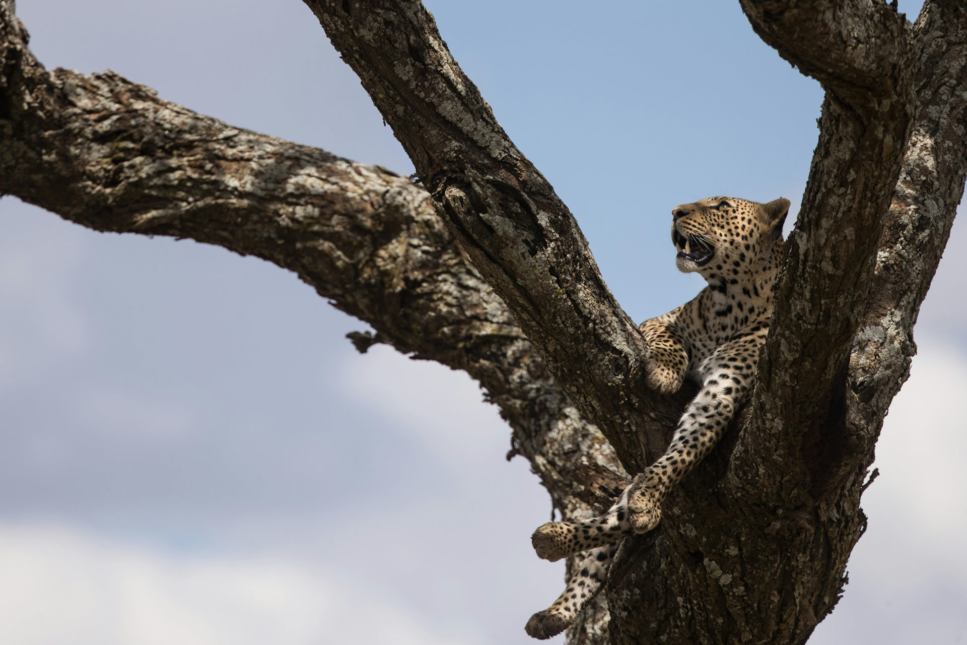 Safari Vacation (18)