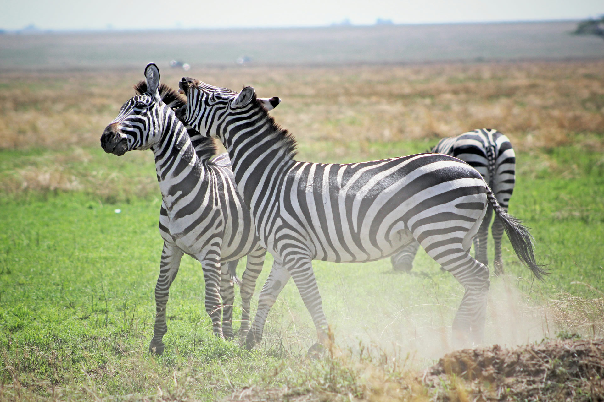 Safari Vacation (20)