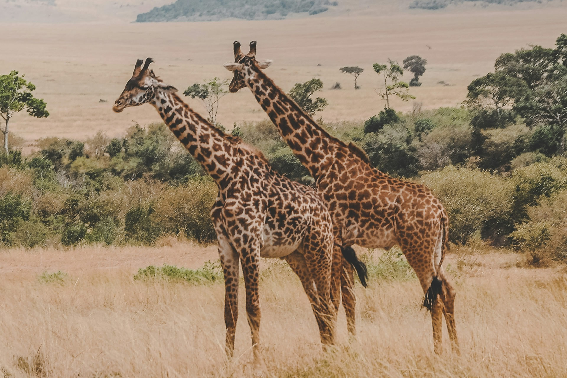 Safari Vacation (5)