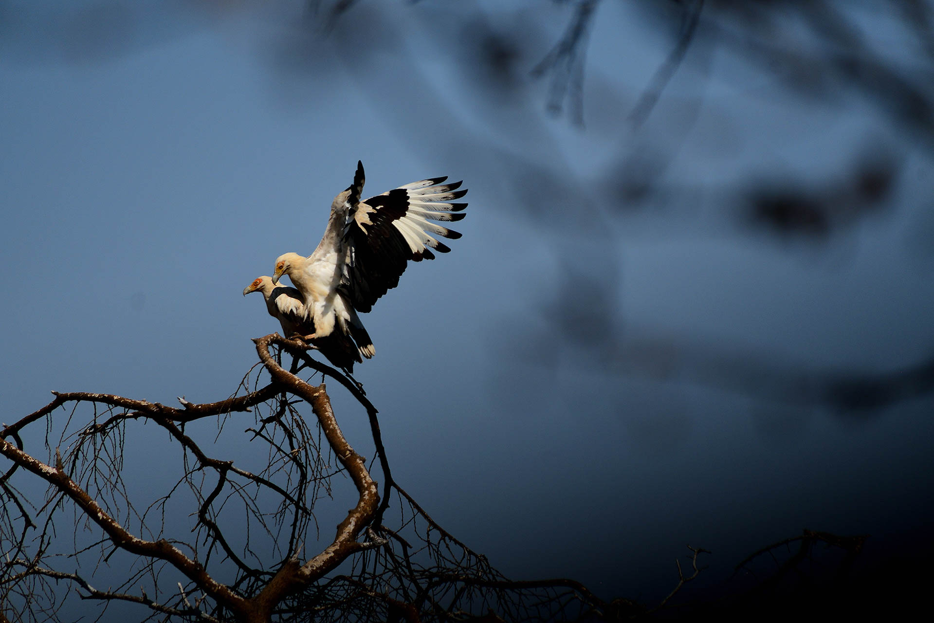Tanzania Safari (11)