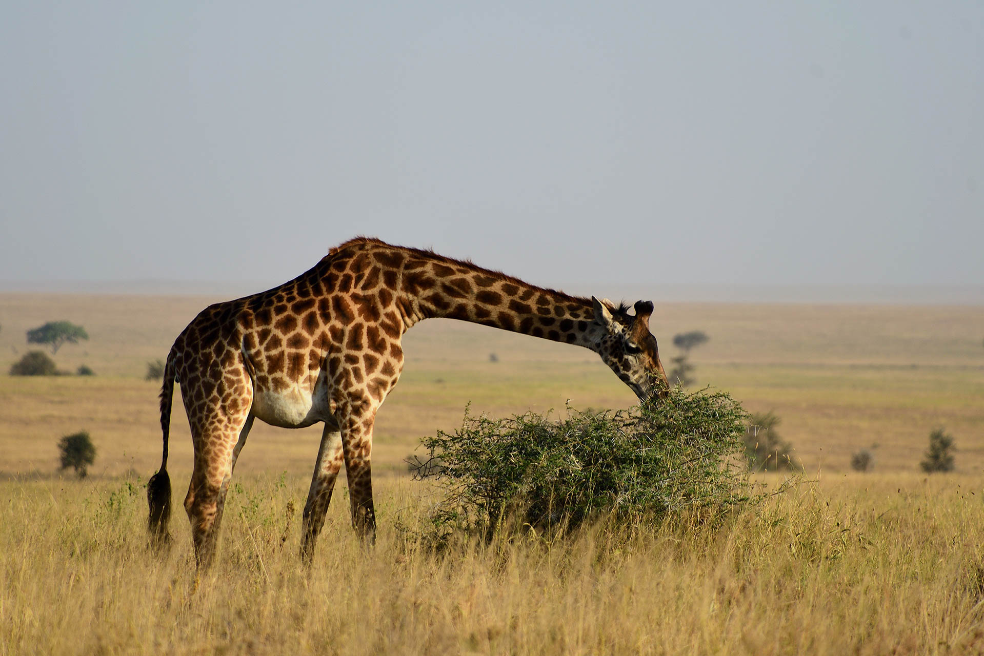 Tanzania Safari (20)