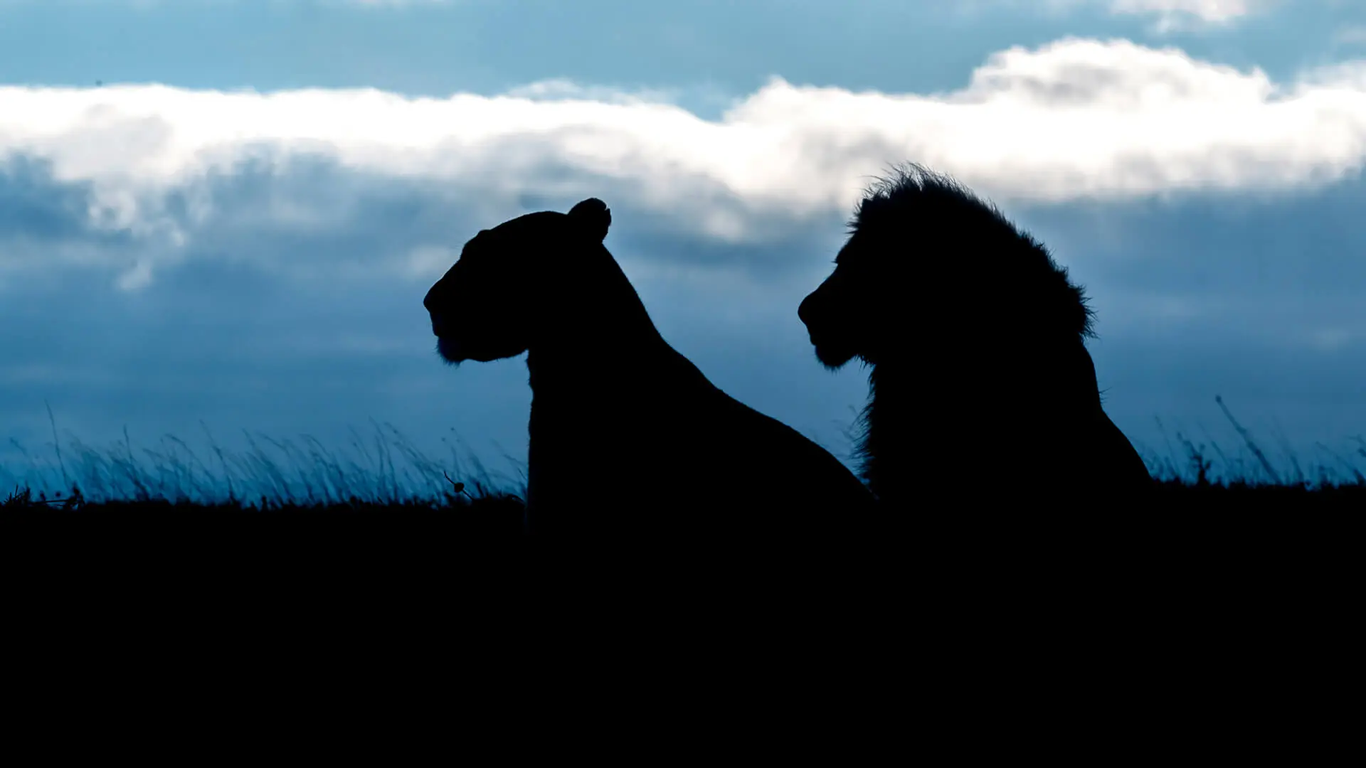 The-outline-of-two-lions-against-the-sunset.jpg