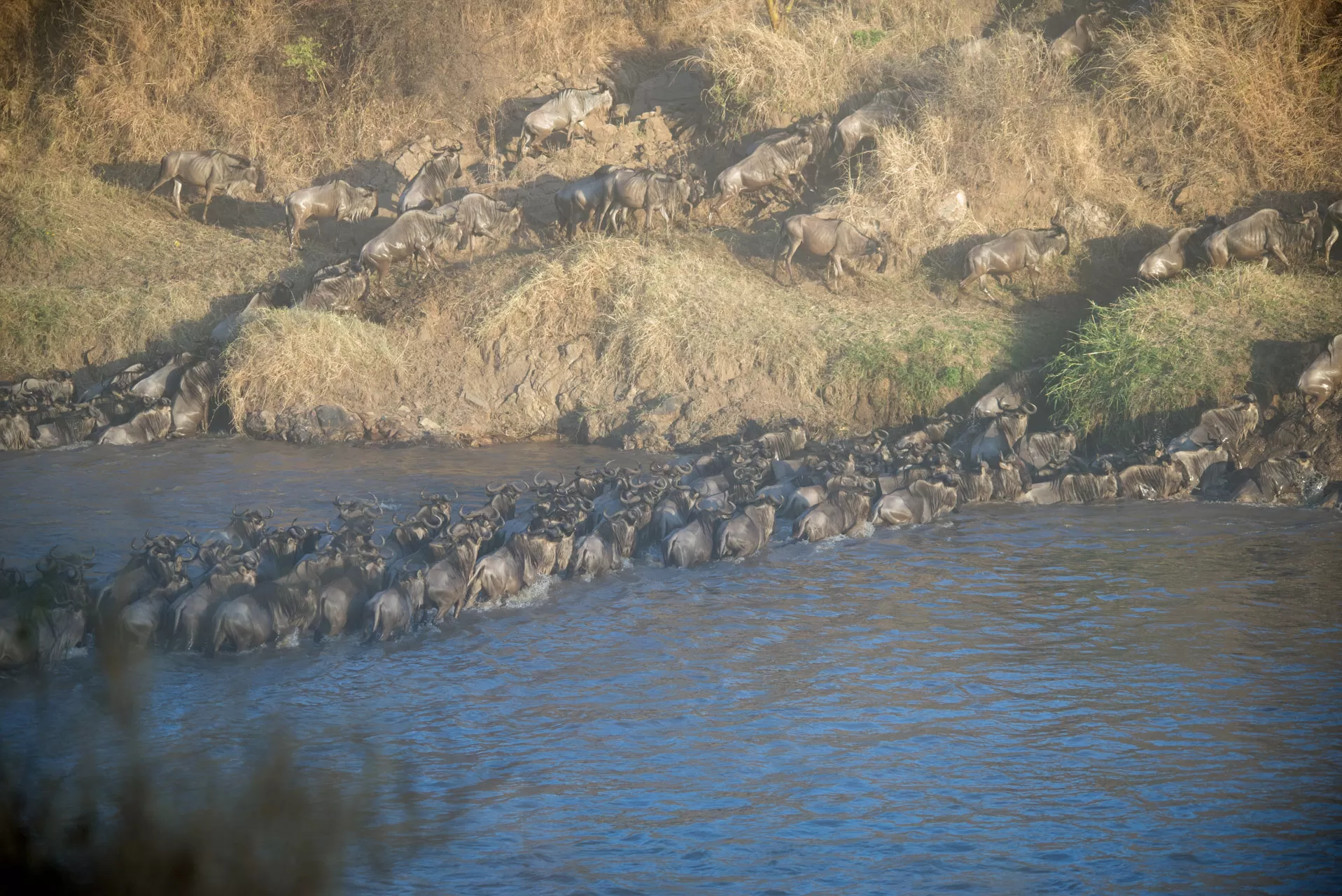 Wildebeest-Migration-Safari-11