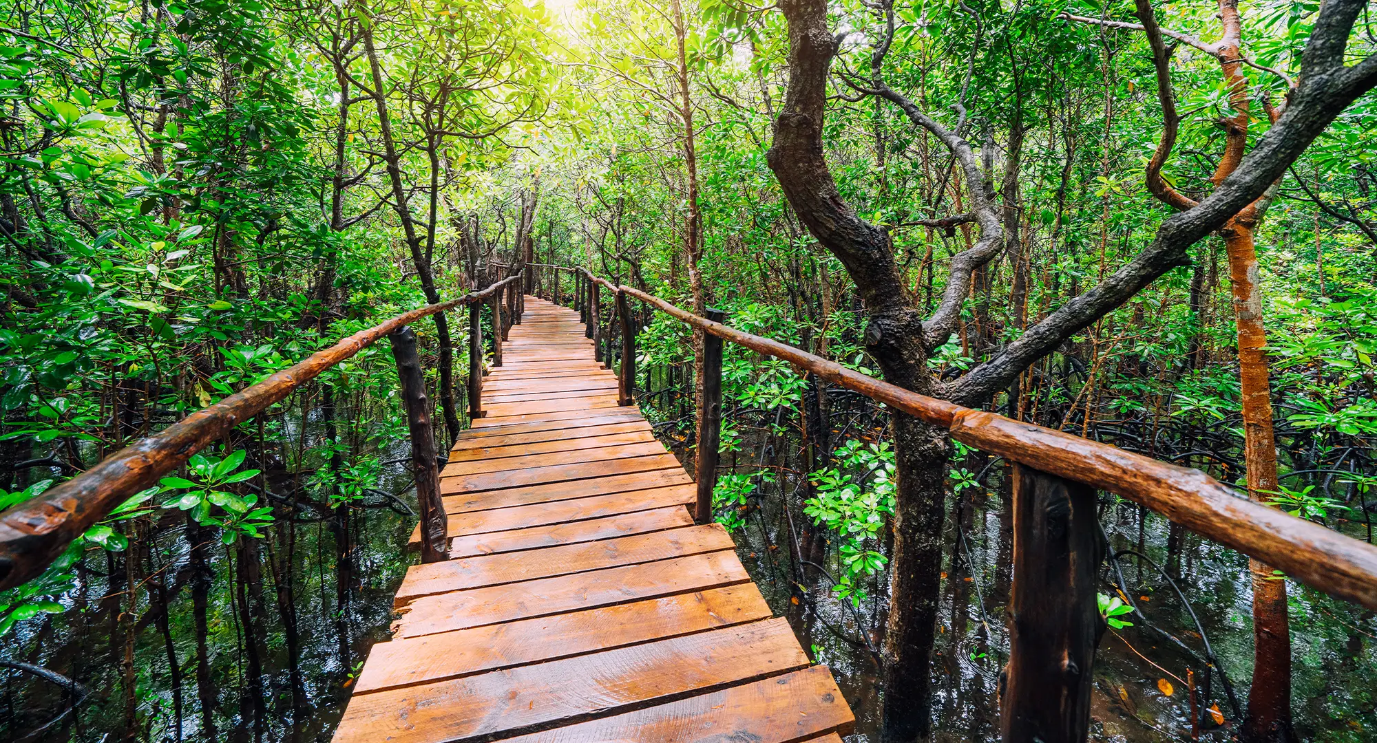 Wooden-path-way-at-Jozani-Chwaka-Bay-National-Park