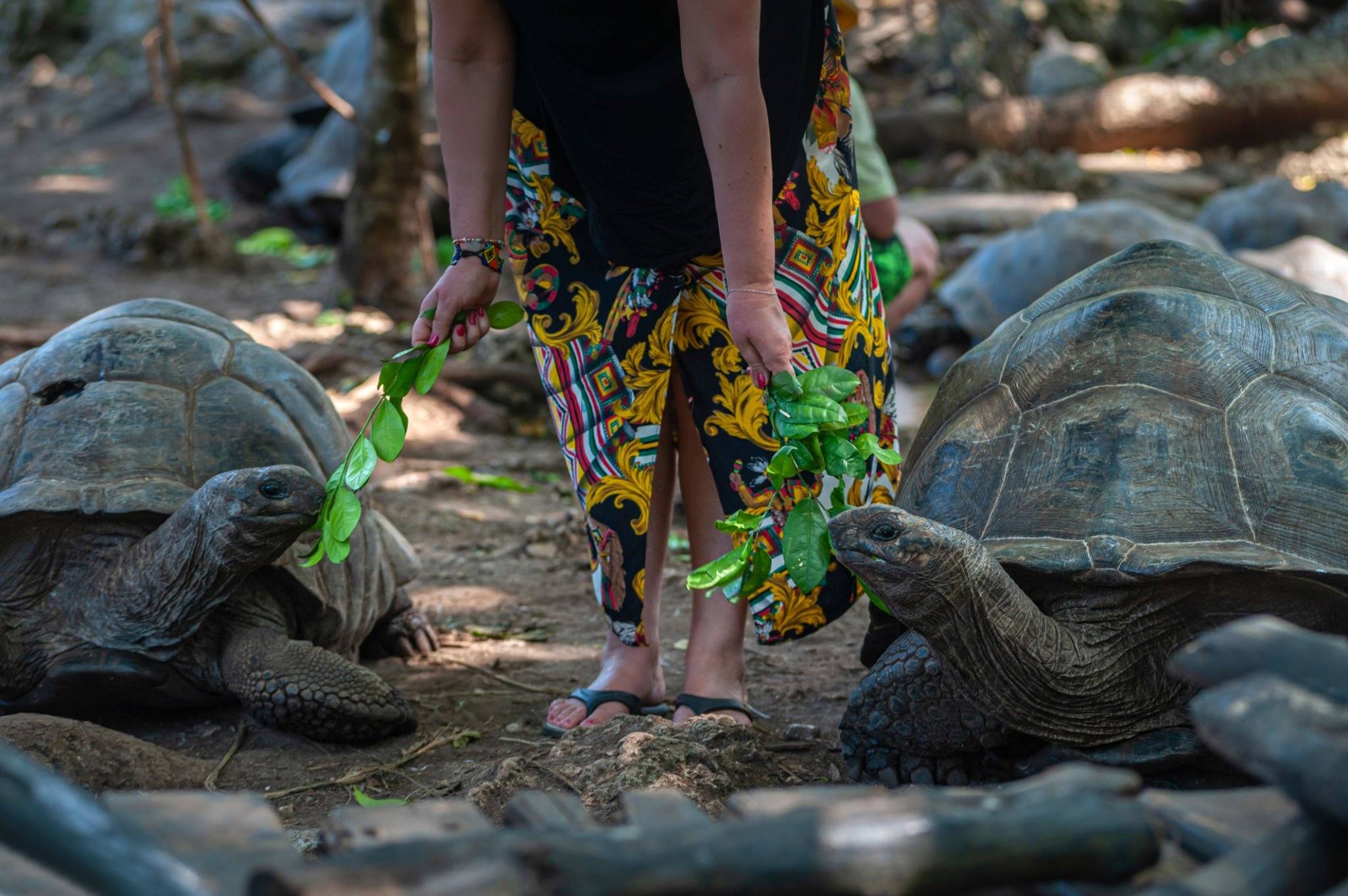 Zanzibar_Prison_Island_Aldabra_Giant_Tortoise_03