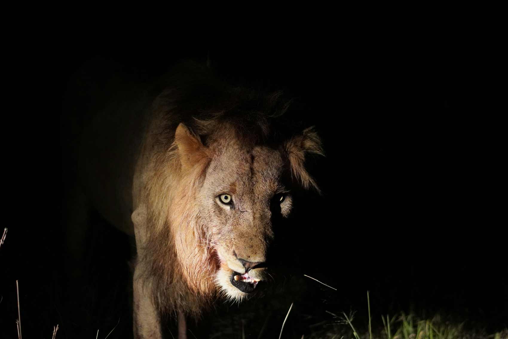 night-game-drive-tanzania-safari