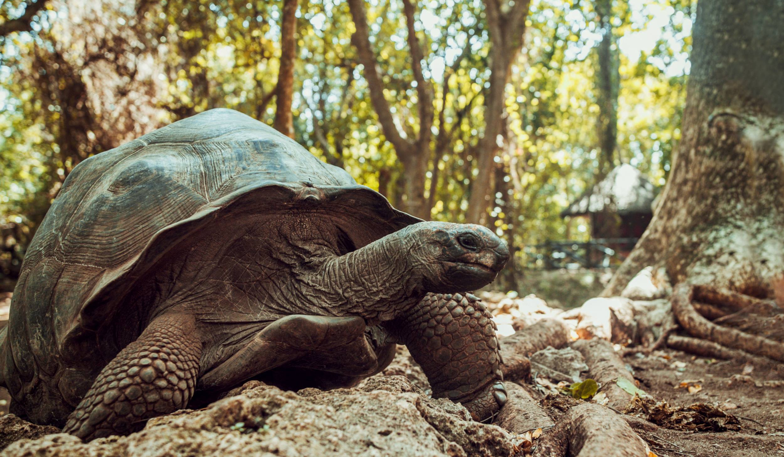 tortoise-1
