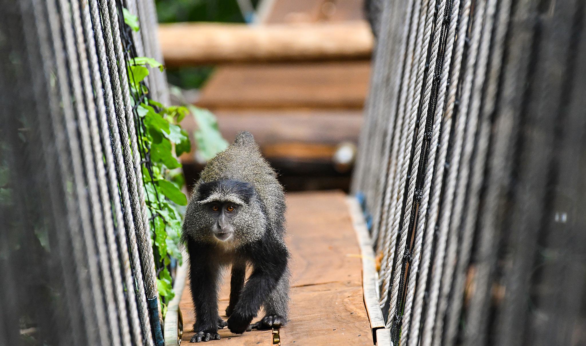treetop-manyara-featured